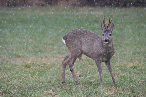 Roe deer (Capreolus capreolus) buck with freshly swept, still red antlers in the meadow during