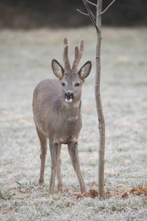 Roe deer (Capreolus capreolus) buck with velvet antlers secured at the feeding station in the