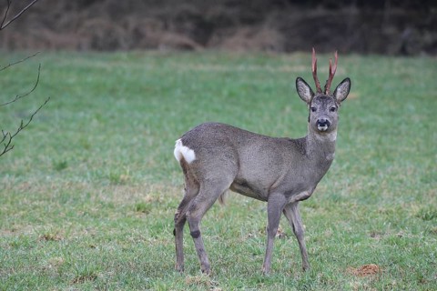 Roe deer (Capreolus capreolus) buck with freshly swept, still red antlers and bast remains at the