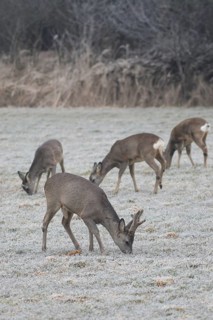 Roe deer (Capreolus capreolus) buck in velvet antlers and female looking for food on the hoarfrost