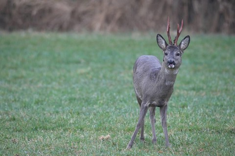 Roe deer (Capreolus capreolus) buck with freshly swept, still red antlers and bast remains secured