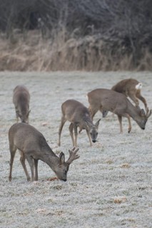 Roe deer (Capreolus capreolus) Roebucks with velvet antlers and females foraging in the hoarfrost