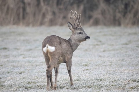 Roe deer (Capreolus capreolus) buck with velvet antlers secured in the hoarfrost meadow, Allgäu,