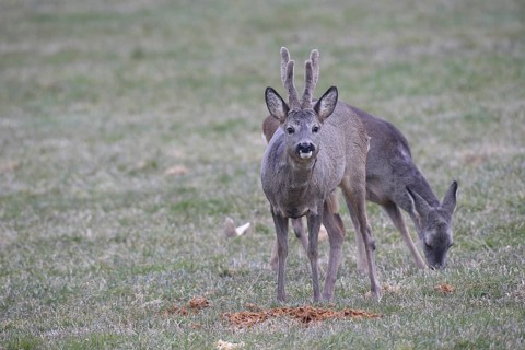 Roe deer (Capreolus capreolus) buck with velvet antlers secured at the Kirrung, Allgäu, Bavaria,