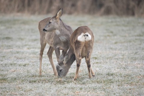 Roe deer (Capreolus capreolus) doe (left) with buck fawn at the feeding station on the hoarfrost
