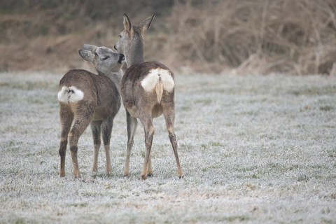Roe deer (Capreolus capreolus) doe (right) and buck fawn, caressing on the hoarfrost meadow,