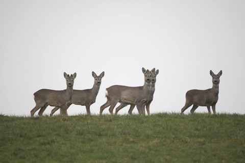 Roe deer (Capreolus capreolus) four females and a yearling buck with velvet antlers (left) secure