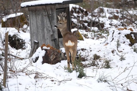 Roe deer (Capreolus capreolus) buck with velvet antlers in the snow during winter feeding, Allgäu,