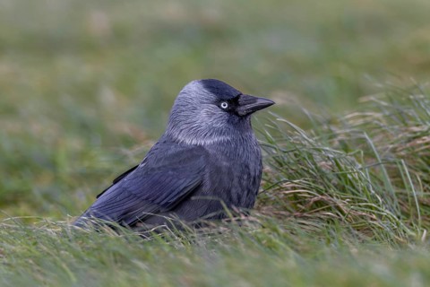 Something attracts the attention of the jackdaw (Corvus monedula), Germany