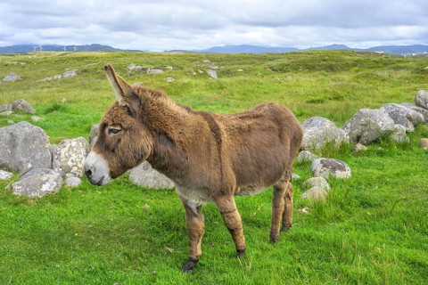 Donkey, Kilclooney, County Donegal, Ireland