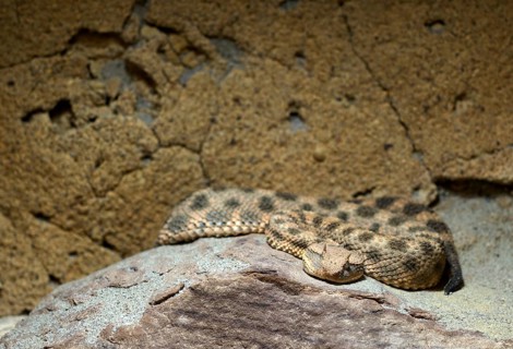 Horned viper (Cerastes cerastes), native to North Africa, Arabia, captive, Baden-Württemberg,