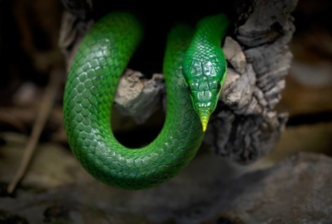 Vietnamese long-nosed snake (Gonyosoma boulengeri), captive, occurring in North Vietnam, South