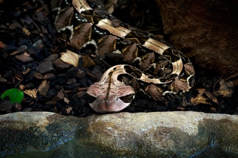 Eastern Gabon viper (Bitis gabonica), camouflaged under leaves, captive, occurrence Africa,