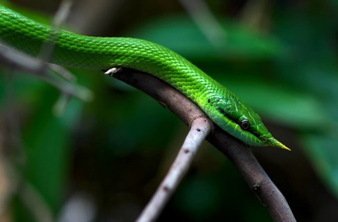 Vietnamese long-nosed snake (Gonyosoma boulengeri), on branch, captive, occurrence North Vietnam,