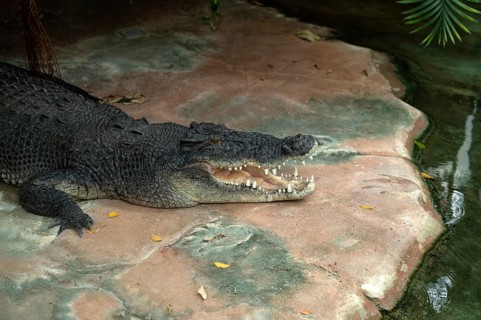 Inguinal crocodile (Crocodylus porosus), mouth open, animal portrait, captive, Baden-Württemberg,