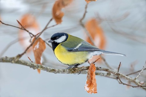 Great tit (Parus major) in winter on the branch of a copper beech, snow, Germany