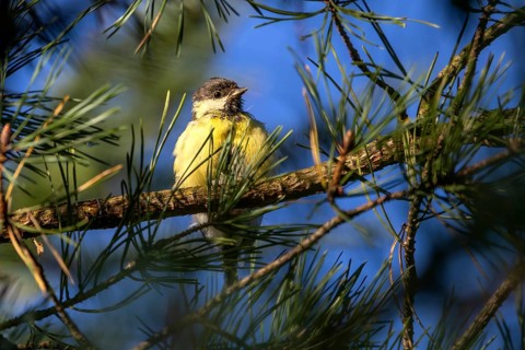 A great tit (Parus major) that fledged a few days ago enjoys the autumn sun, young bird, Denmark