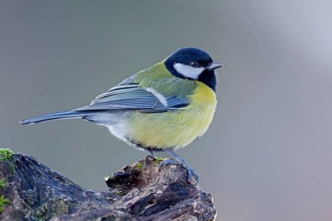 Great tit (Parus major) in winter with fluffed up plumage, Germany