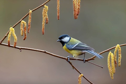 Great tit (Parus major) on a branch with hazelnut catkins, frame, Germany
