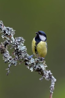 The great tit (Parus major) watches an unlucky jay with interest, Lichen twig, Sweden