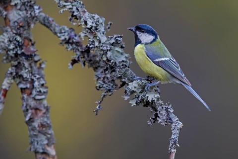 Great tit (Parus major) on a branch overgrown with lichen, Sweden