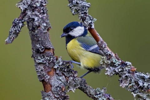 Great tit (Parus major) on a branch with lichen, Sweden