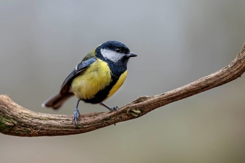 Great tit (Parus major) on the branch of an oak tree, Germany