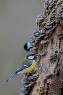 A great tit (Parus major) searches for food between butterfly clusters and is carefully observed,