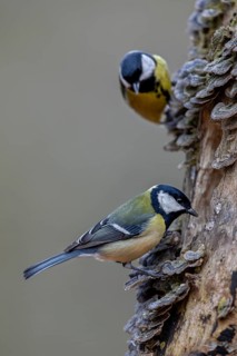 Once the great tit (Parus major) has discovered a good source of food, curious visitors are not