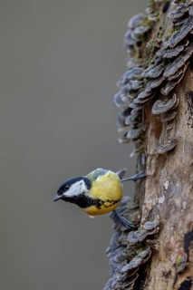Concentrating, the great tit (Parus major) observes a woodpecker nearby, tree fungi, Germany