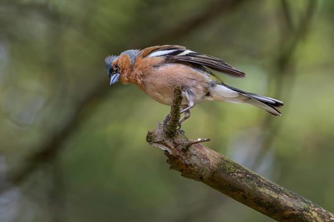 The male chaffinch (Fringilla coelebs) threatens an intruder that has invaded its territory with