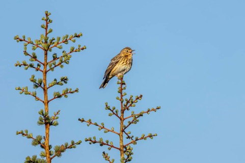 A tree pipit (Anthus trivialis) sits in the morning light on its singing platform, territory,
