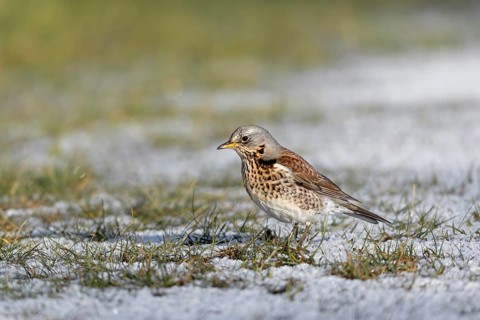 When a juniper thrush (Turdus pilaris) looks down at the ground with its head bent forwards and