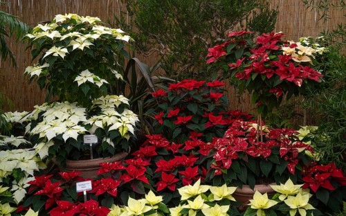Various blossoms of poinsettia, flower, (Euphorbia pucherrima) Greenhouse, Wilhelma,