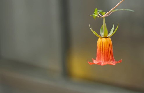 Close-up, Canary bellflower (Canarina canariensis) Greenhouse, Wilhelma, Zoological-Botanical