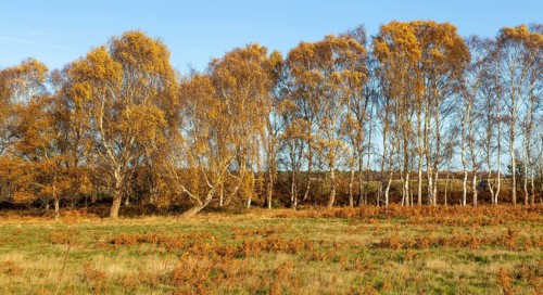 Silver birch trees, Betula pendula, brown autumn leaves on heathland, Sutton Heath, Suffolk,