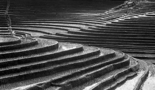 Terrace rice paddies north of Antosari, Bali, Indonesia