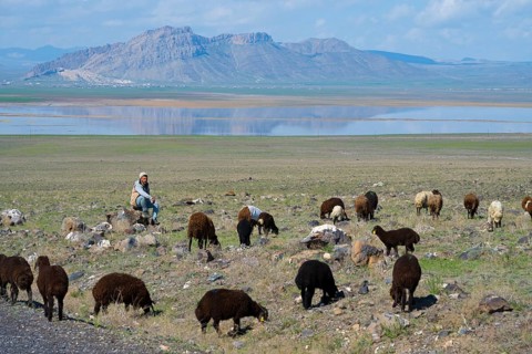 A shepherd sits in a meadow and watches a flock of sheep against a mountain backdrop with a lake,