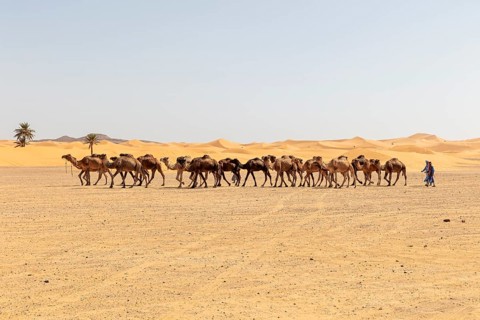 Caravan wandering through the desert, accompanied by a human, palm trees on the horizon, Sahara,