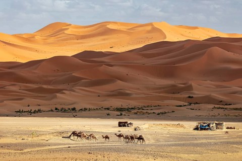 Camels migrate across sandy dunes under a cloudy sky in the desert, Sahara, Morocco