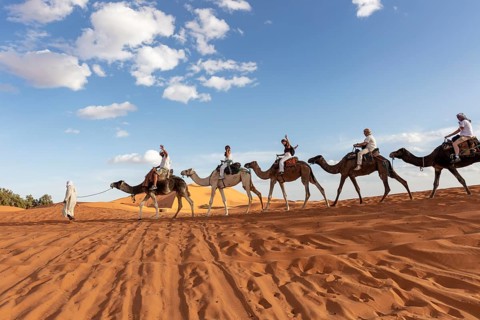 Camels with riders walk through the sunny desert under a blue sky, Sahara, Morocco
