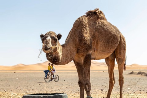 A camel in the desert with two cyclists in the background