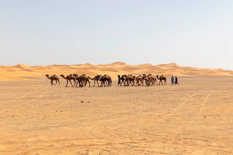Caravan of camels wandering through the vast desert under clear skies, Sahara, Morocco