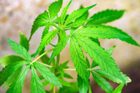 Detail of tender, green marijuana leaves, Minas Gerais, Brazil
