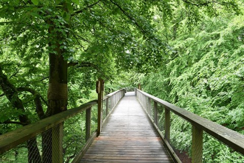 Treetop Trail on Rügen, Natural Heritage Center, Mechlenburg-Vorpommern, Germany