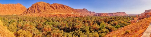 Lush palm tree landscape against ochre-colored mountains under sunny sky