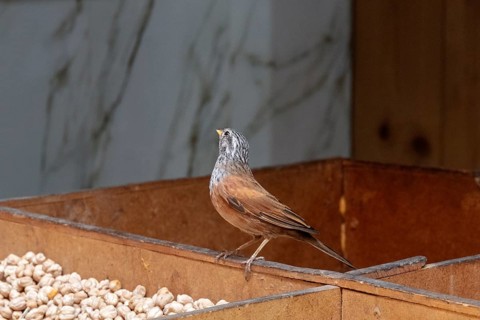 A little bird sits on a wooden structure with peanuts in the background
