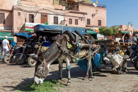 Loaded donkey on a paved road in front of traditional buildings