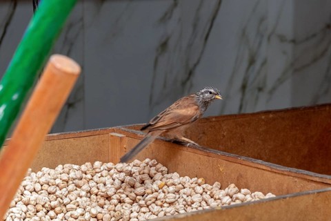 A small bird curiously inspects a box with seeds