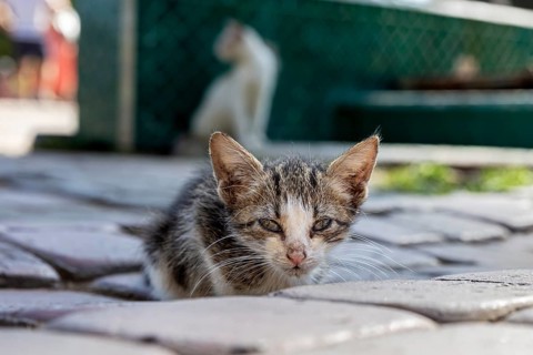 A little kitten lies attentively on a stone floor with a blurred background in a busy street